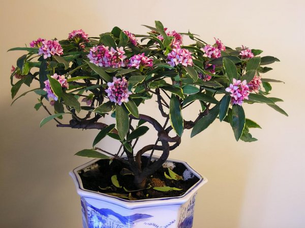 耐旱又耐寒好成活的植物