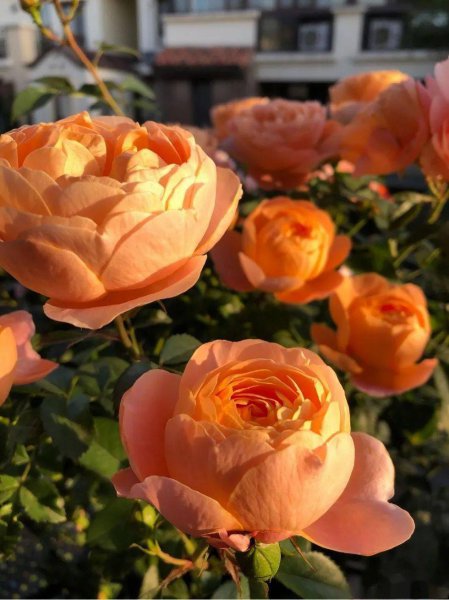 耐旱又耐寒好成活的植物