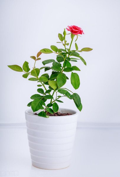 耐旱又耐寒好成活的植物