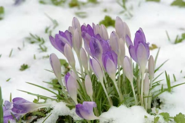 耐旱又耐寒好成活的植物