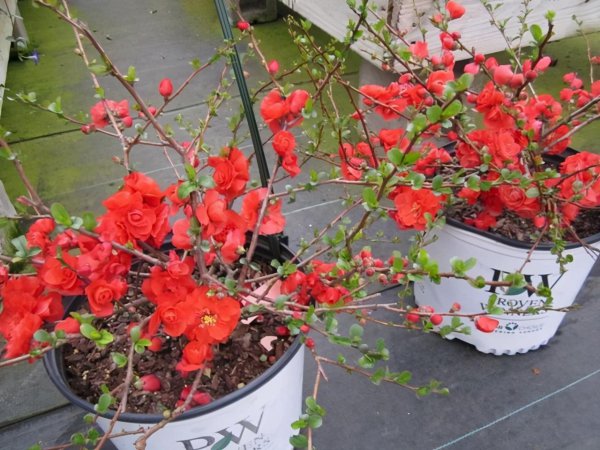 耐旱又耐寒好成活的植物