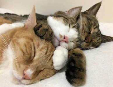 家里养几只猫最吉利 一个家庭养几只猫最科学最合适