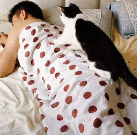 家里养几只猫最吉利