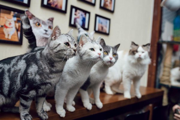 家里养几只猫最吉利