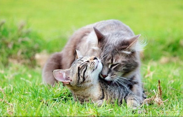 家里养几只猫最吉利