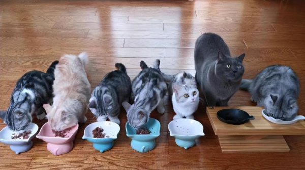 家里养几只猫最吉利