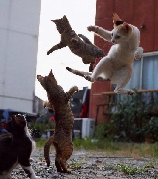 家里养几只猫最吉利