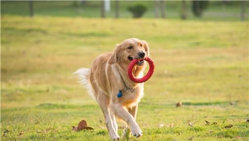 遛狗不牵绳违法怎么处理