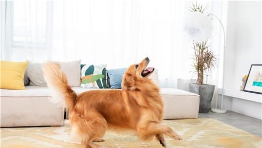 遛狗不牵绳违法怎么处理