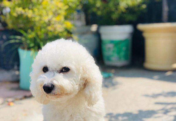 遛狗不牵绳违法怎么处理