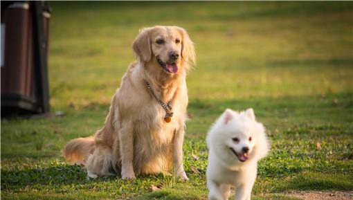 遛狗不牵绳违法怎么处理