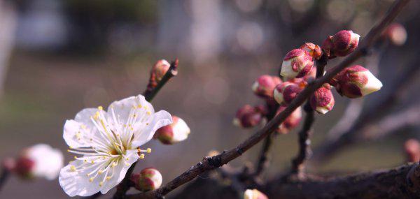 梅花的文化内涵有哪些