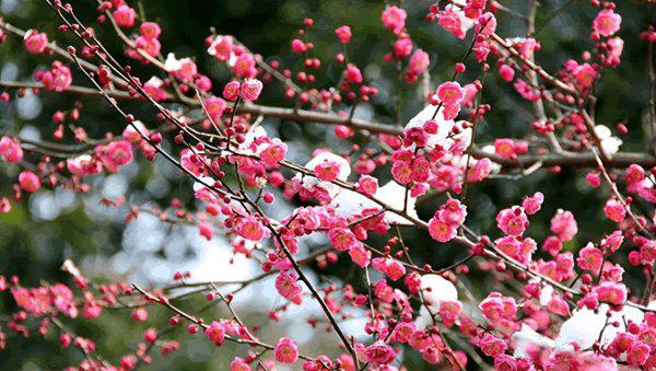 梅花的文化内涵有哪些