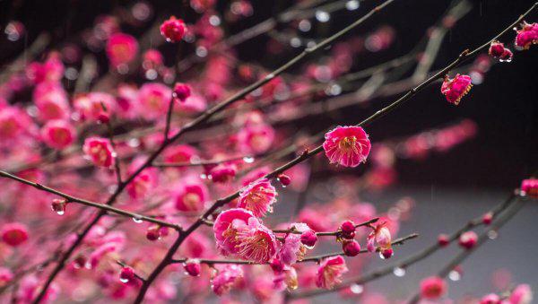 梅花的文化内涵有哪些