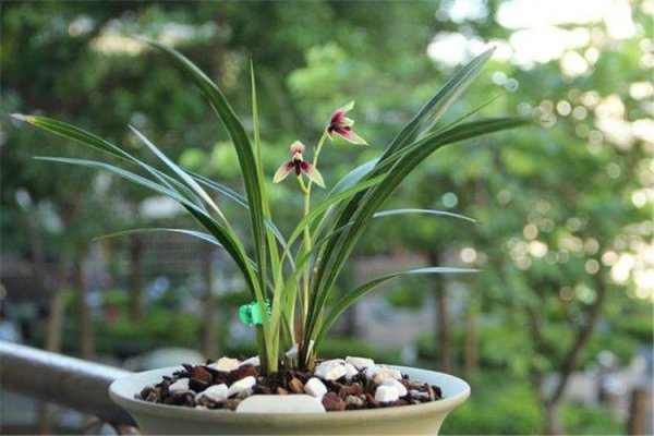 花中君子是哪四种花