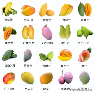 广西芒果几月份成熟上市 广西好吃的主要芒果品种