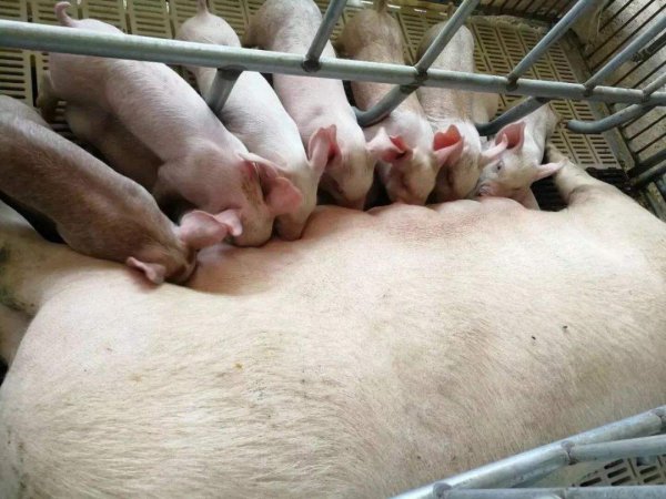 猪的智商相当于人几岁