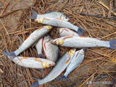 红眼鱼怎么钓最佳 红眼鱼用什么饵料配方中鱼率高