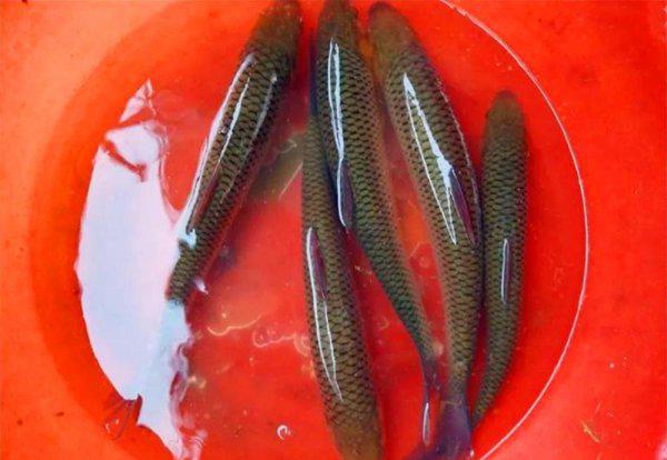 红眼鱼怎么钓最佳