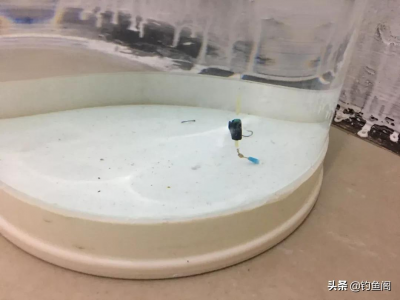 小跑铅钓法图解及调漂技巧 小跑铅钓法调漂步骤与注意事项