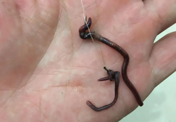 小跑铅钓法图解及调漂技巧