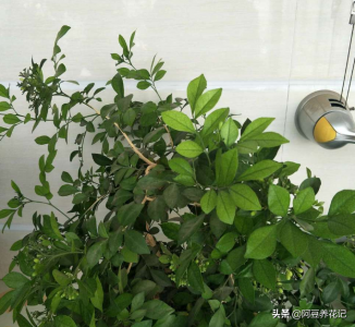 九里香可以放在卧室里吗 为什么卧室里不能种九里香