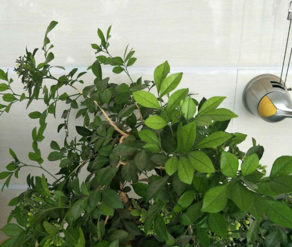 九里香可以放在卧室里吗