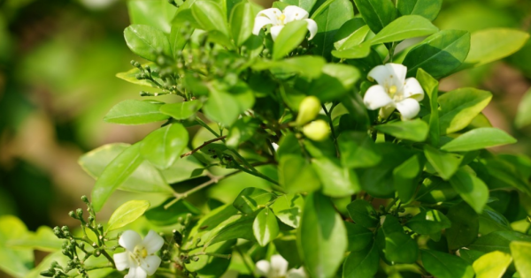 九里香可以放在卧室里吗