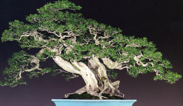 九里香可以放在卧室里吗