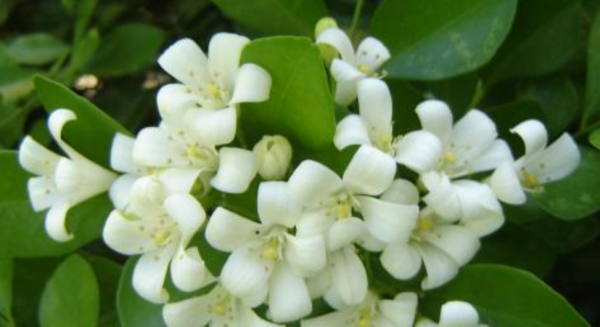 九里香可以放在卧室里吗