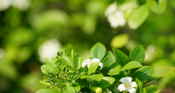 九里香可以放在卧室里吗