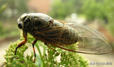 电视剧秋蝉剧情介绍 谍战剧《秋蝉》剧情深度解说