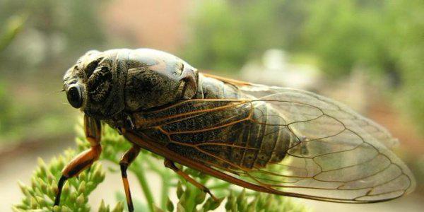 电视剧秋蝉剧情介绍