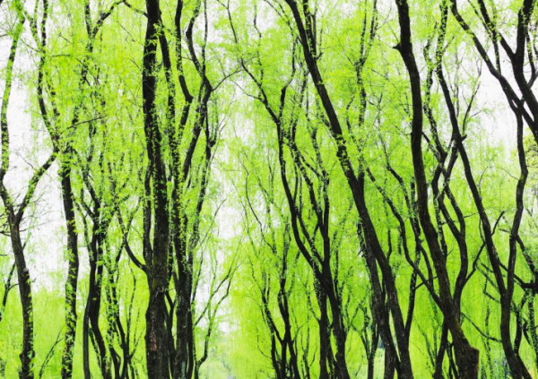 咏柳的作者是谁哪个朝代