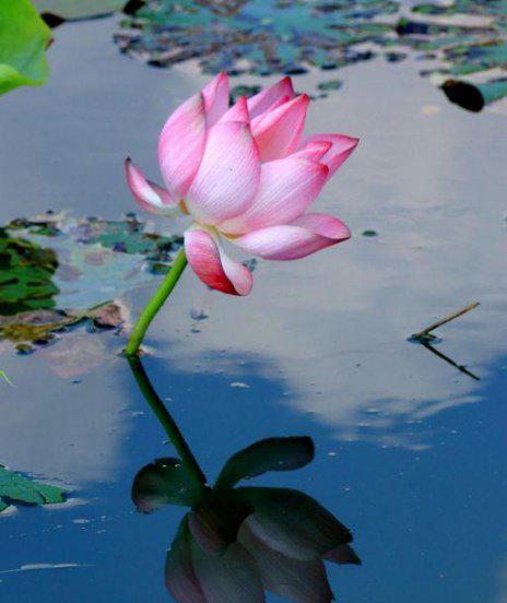 池上的作者是谁