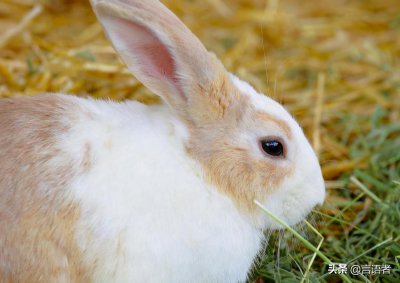 各种小动物的避暑方法 高温下动物们的简单解暑妙招