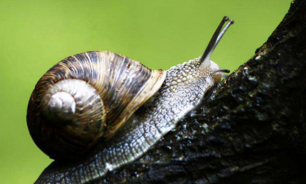 各种小动物的避暑方法