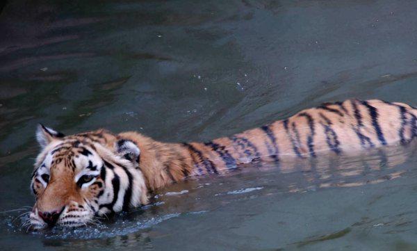 各种小动物的避暑方法