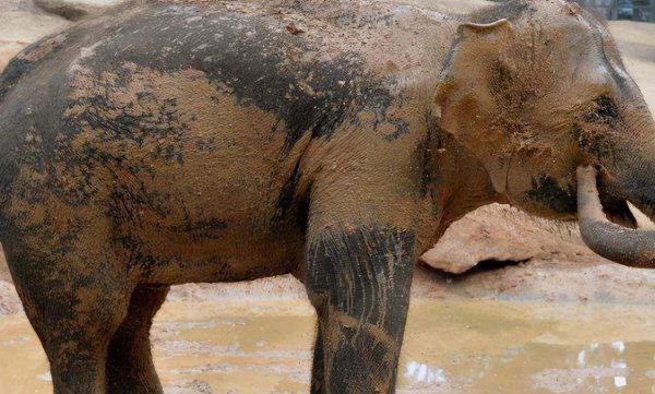 各种小动物的避暑方法