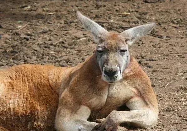 各种小动物的避暑方法