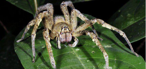 各种小动物的避暑方法