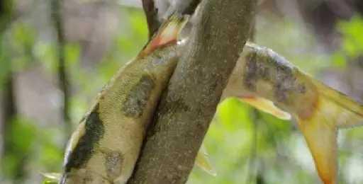 各种小动物的避暑方法