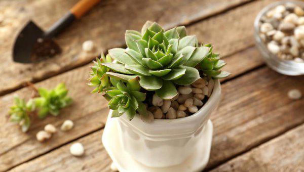 多肉中间窜出小头怎么办