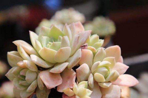 多肉中间窜出小头怎么办