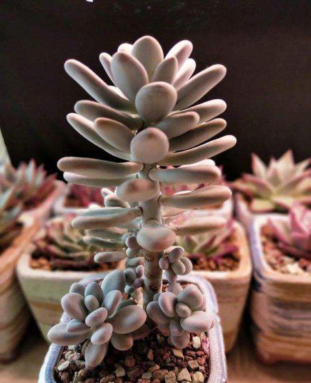 多肉中间窜出小头怎么办