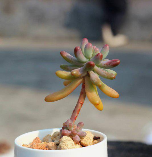 多肉中间窜出小头怎么办