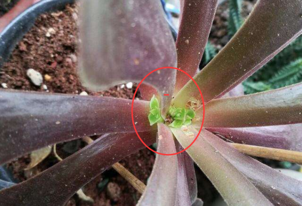 多肉中间窜出小头怎么办