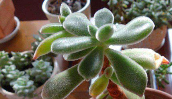 多肉中间窜出小头怎么办