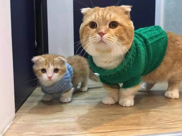 猫咪几个月算成年