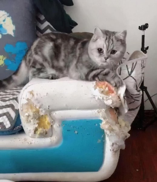 猫咪几个月算成年